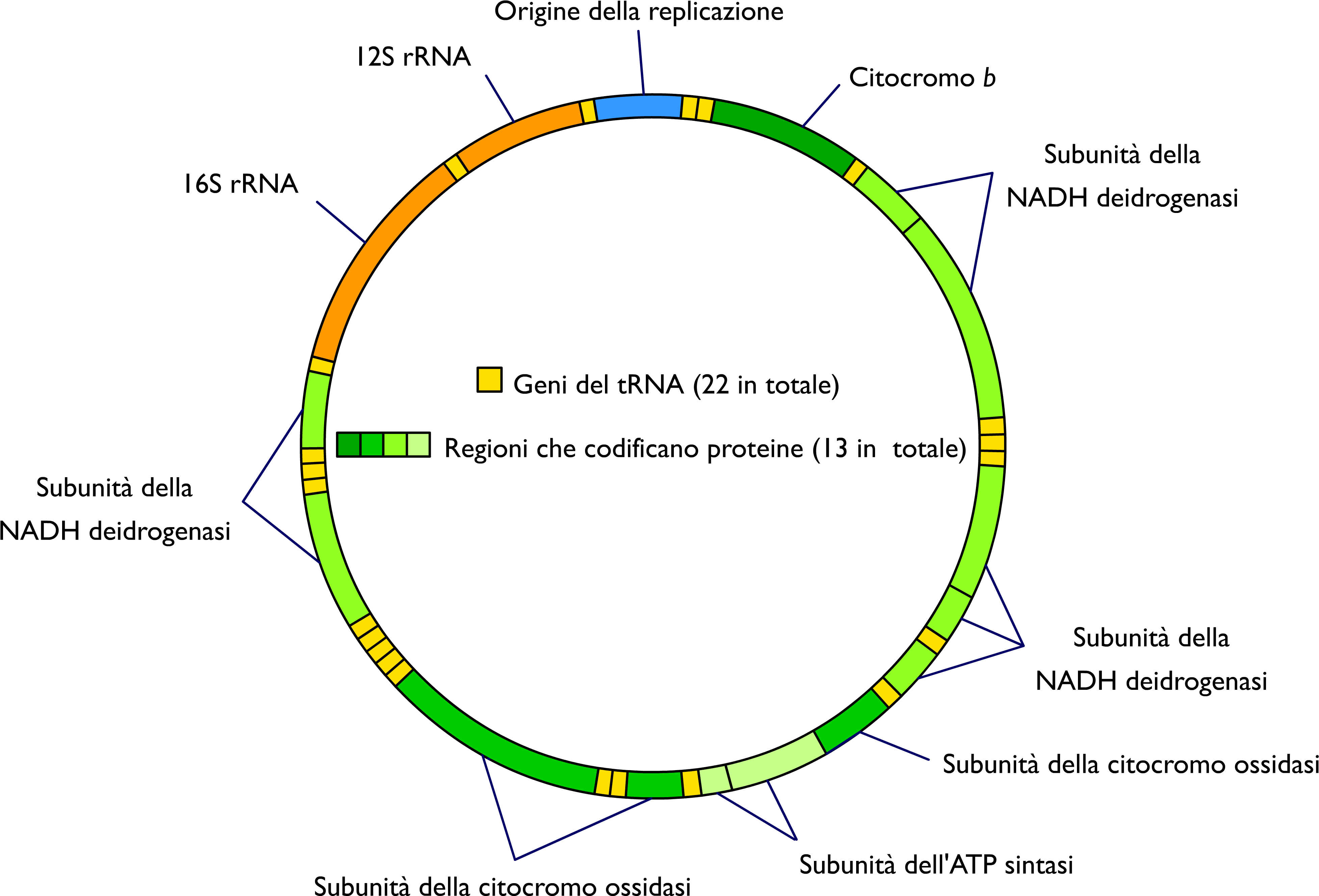 Mitochondrial Dna It - Dna Mitocondriale Umano Geni (3962x2752), Png Download