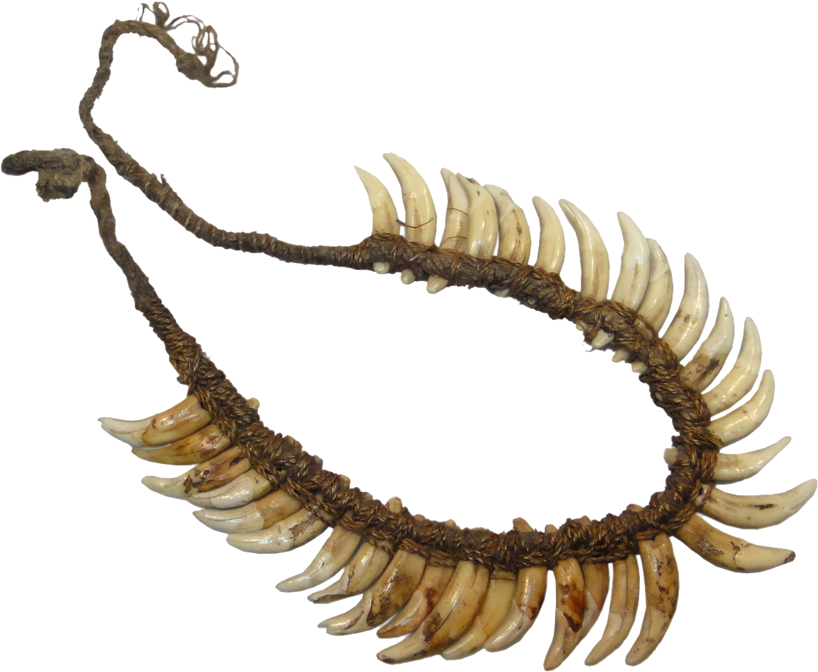 Indonesia/papua New Guinea, Necklace Of Dog Teeth - Bride (1181x1181), Png Download
