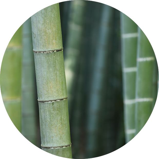 Bg Circles@2x Bamboo - Bamboo In Virginia (620x620), Png Download