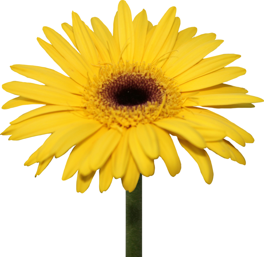 Clipart Freeuse Library Oranges Clipart Gerber Daisy - Yellow Gerbera Daisy Png (900x878), Png Download