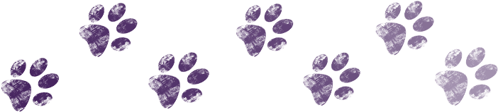 All Breed And Pit Bull Dog Rescue - Dogs Are Deserving Rescue, Inc (800x171), Png Download