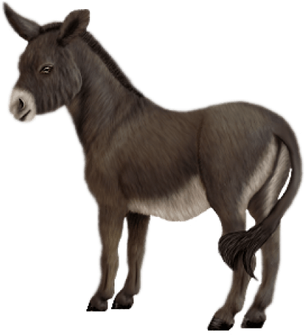 Free Png Donkey Png Images Transparent - Осел Png (480x480), Png Download