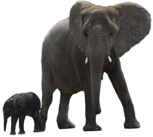 Download - Elephant Transparent (500x450), Png Download