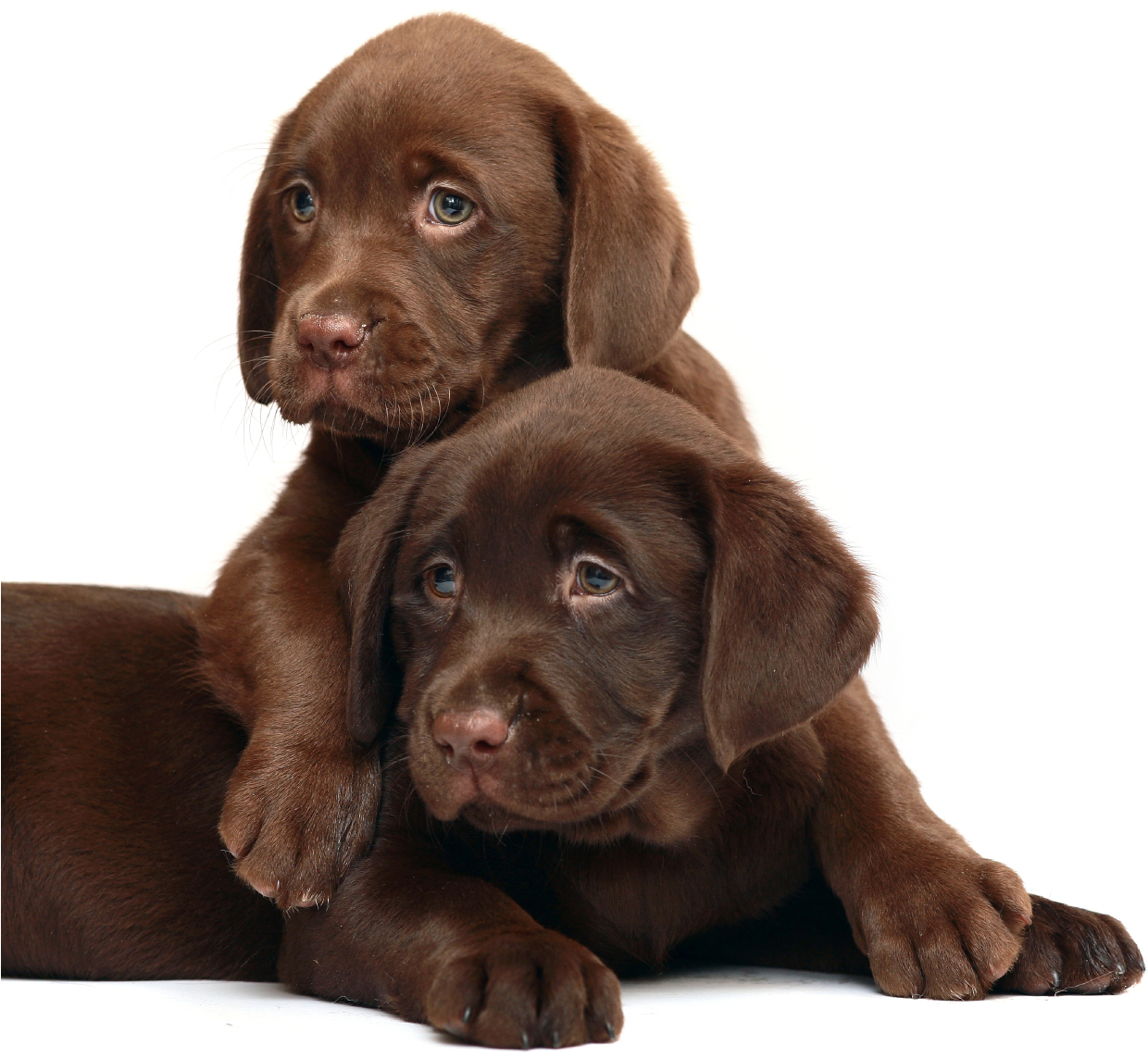 Image Royalty Free Library Annapolis Md Veterinarians - Scottish Fold And Dog (1260x1152), Png Download