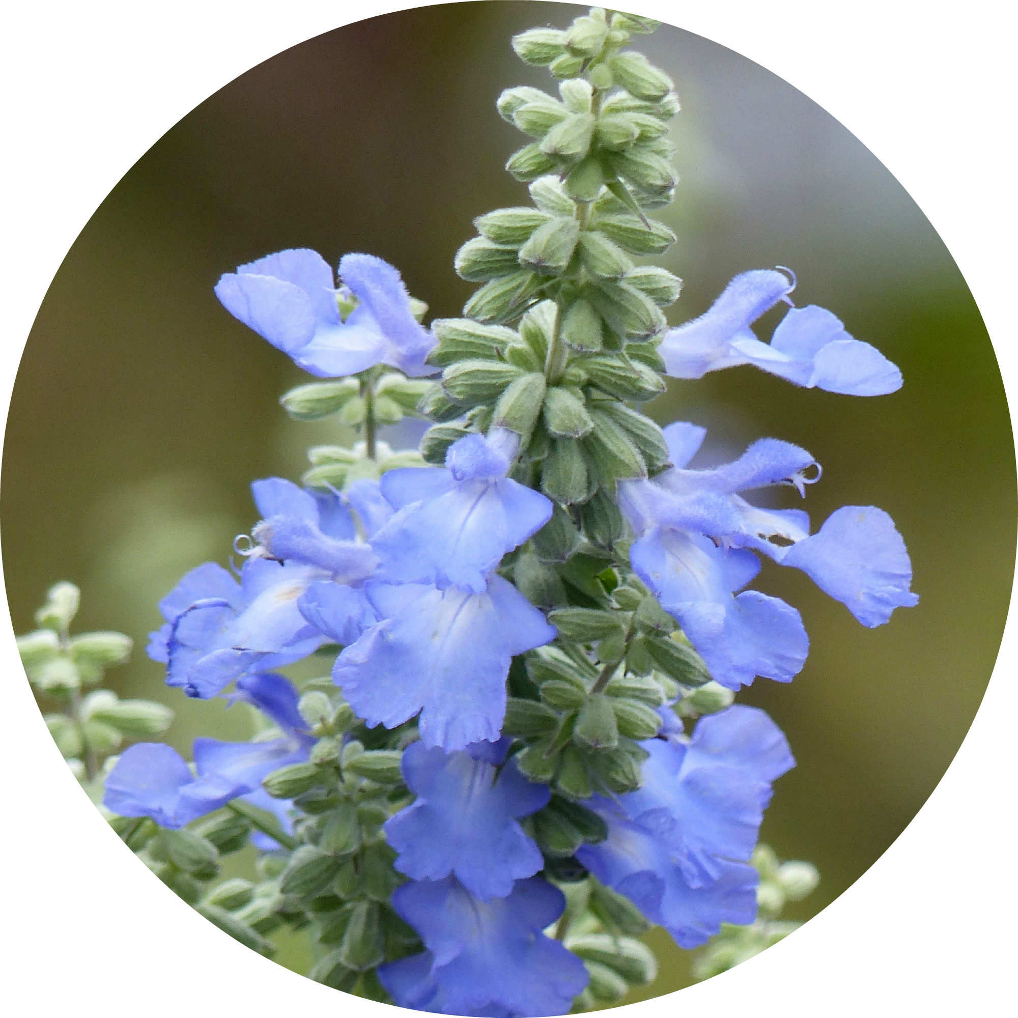 Monkshood Drawing Blue Png Black And White Stock - Azure Blue Sage (2000x2000), Png Download