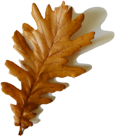 Fall Clipart Transparent Background - Brown Leaf With Transparent Background (397x453), Png Download