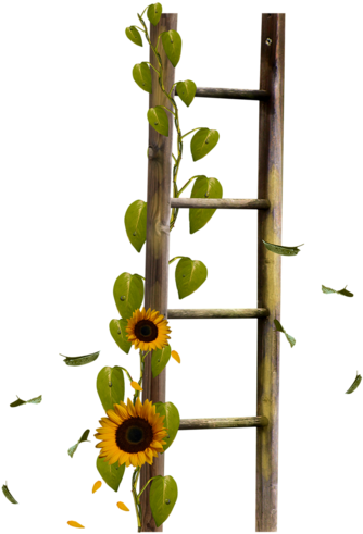 Sunflower Ladder - Echelle Png (346x500), Png Download