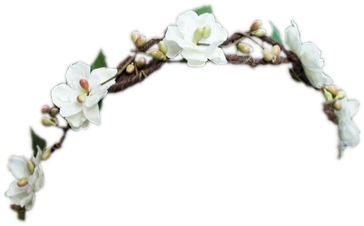 Daisy Flower Crown Transparent - Flower Headband Png Transparent (480x269), Png Download