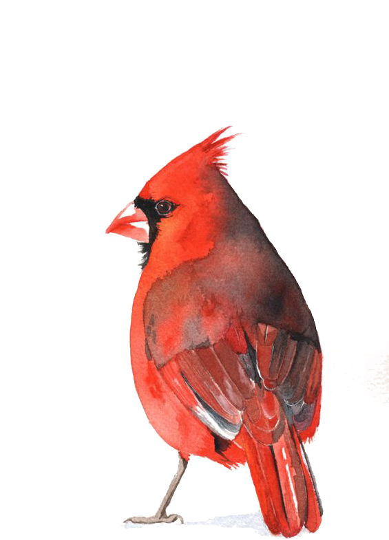 Cardinal Bird Png - Watercolour Cardinal (564x865), Png Download