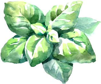 Basil - Basil Leaf Watercolor (425x327), Png Download