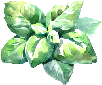 download basil basil leaf watercolor png image with no background pngkey com basil leaf watercolor png image with no