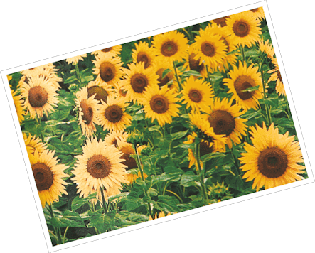 Sunflower Sparkle Inspiration - Sunflower (443x356), Png Download