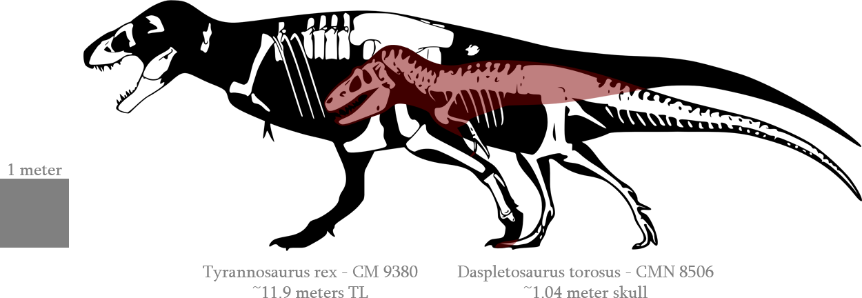 Tyrannosaurus Rex Clipart Tyrannus - Albertosaurus Vs T Rex Size (1250x432), Png Download