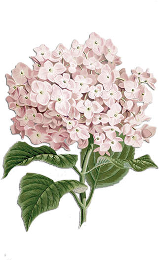 Beautifully Crafted Vintage Shabby Chic Handmade Gifts - Shabby Chic Flowers Png (340x523), Png Download