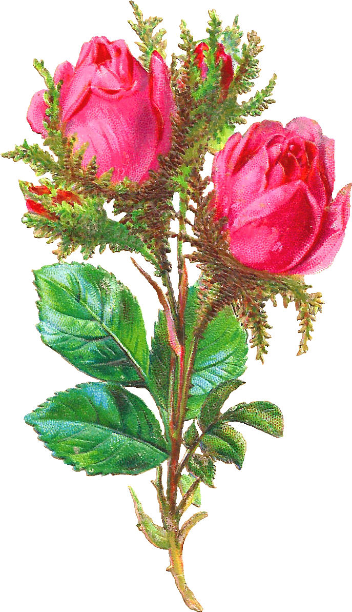 Pink Rose Image (906x1384), Png Download