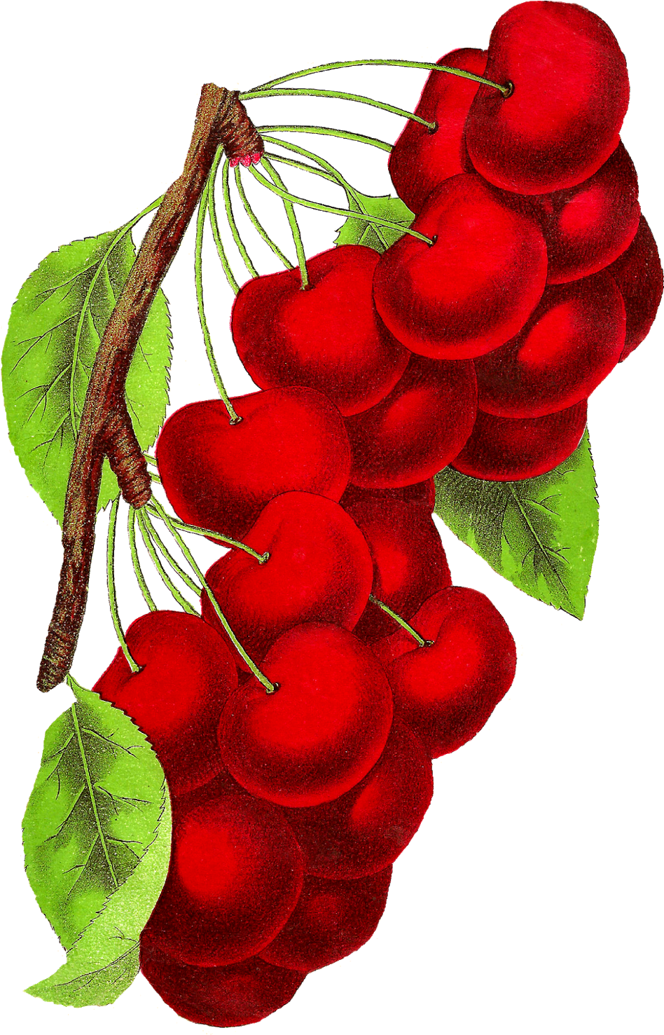 Vintage Cherry Clipart Download - Illustration (1074x1600), Png Download
