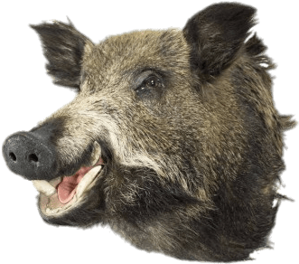 Boar Head - Mars & More Trophäe Wildschwein (369x369), Png Download