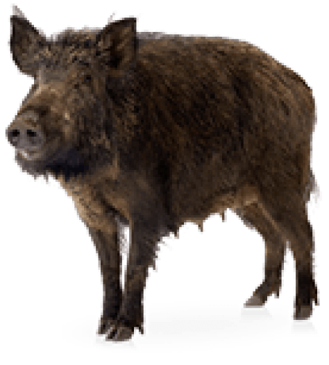 Free Png Boar Png Images Transparent - Wild Boar (480x823), Png Download