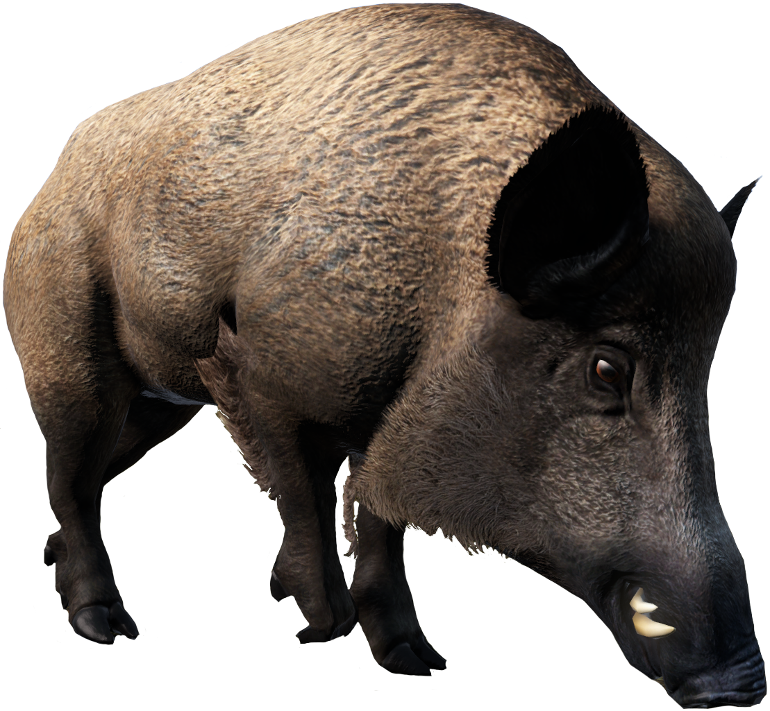 Wild Boar (1109x1025), Png Download