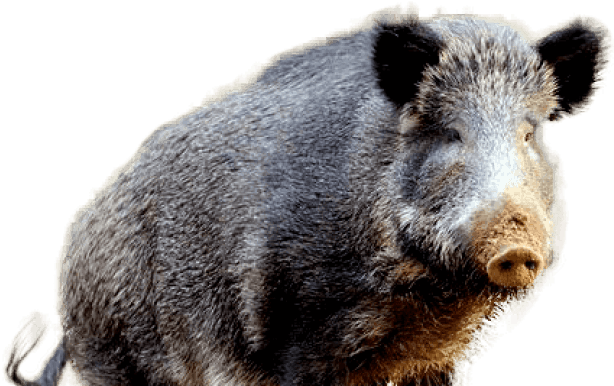 Free Png Boar Png Images Transparent - Wild Boar (850x566), Png Download