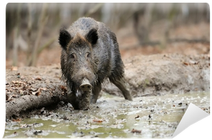 Wild Boar (400x400), Png Download