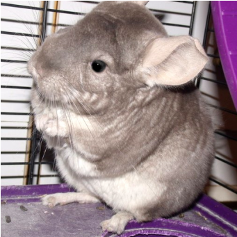 The Grumpy Chinchilla - Sky (700x340), Png Download