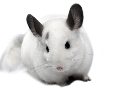 Chinchillas - - Белая Шиншилла Пнг (480x360), Png Download
