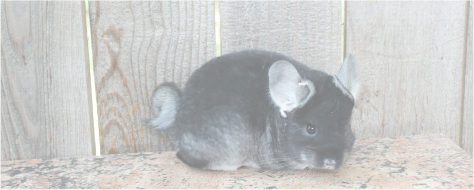 Picture - Chinchilla (922x370), Png Download