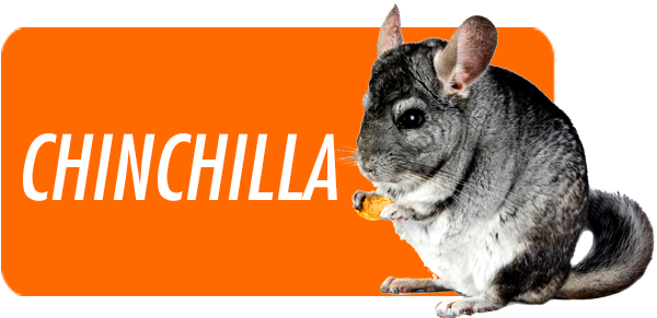 The Chinchilla Is Native To The Mountains Of South - Wallmonkeys Wall Decals Wallmonkeys Grey Chinchilla (600x291), Png Download