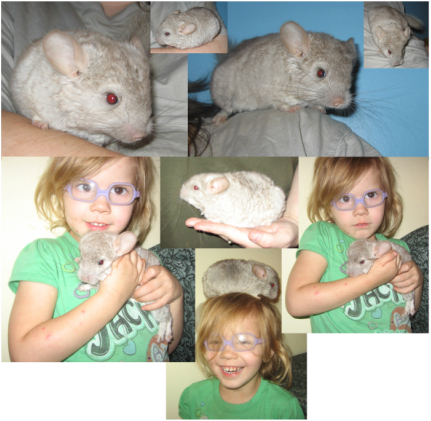 Picture - Rat (431x421), Png Download