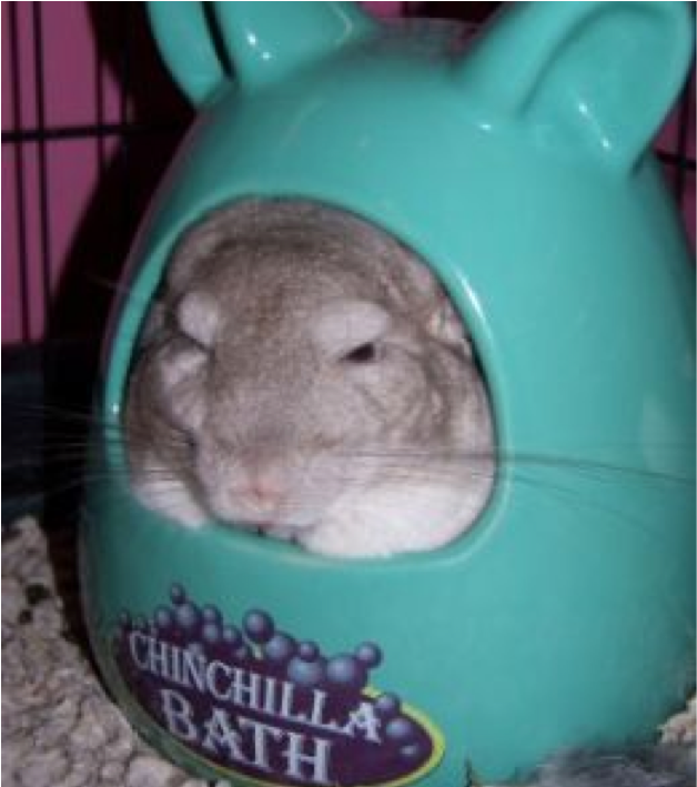 Don't Get Me Wet - Chinchilla Bad (984x708), Png Download