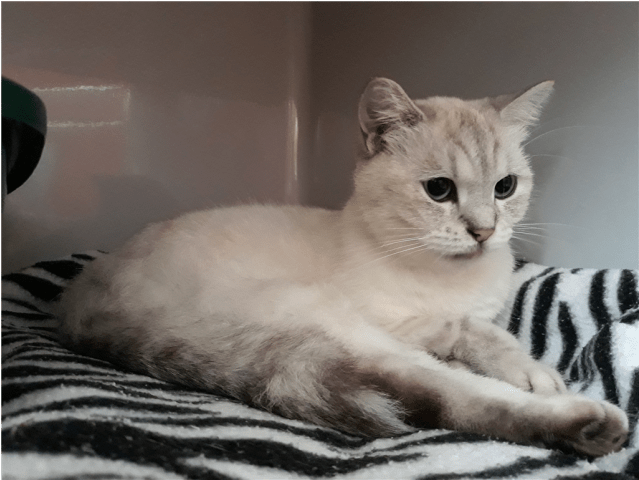 Photo Of Angel - Squitten (638x638), Png Download