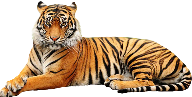 Tiger Head Png - Point Defiance Zoo & Aquarium (642x351), Png Download