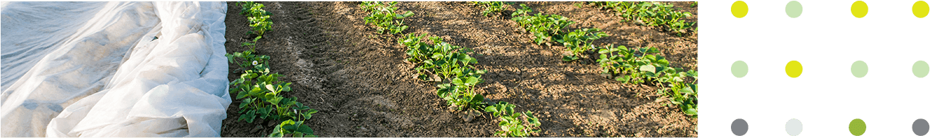 Covering Rows Of Young Plants With Non Woven Fabrics - Field (1368x390), Png Download