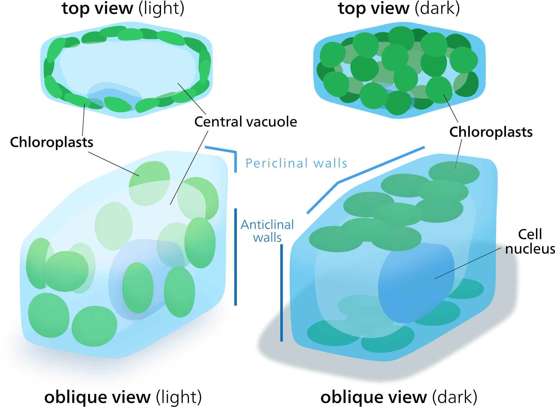 Open - Chlorophyll In Cyanobacteria Location (2000x1435), Png Download
