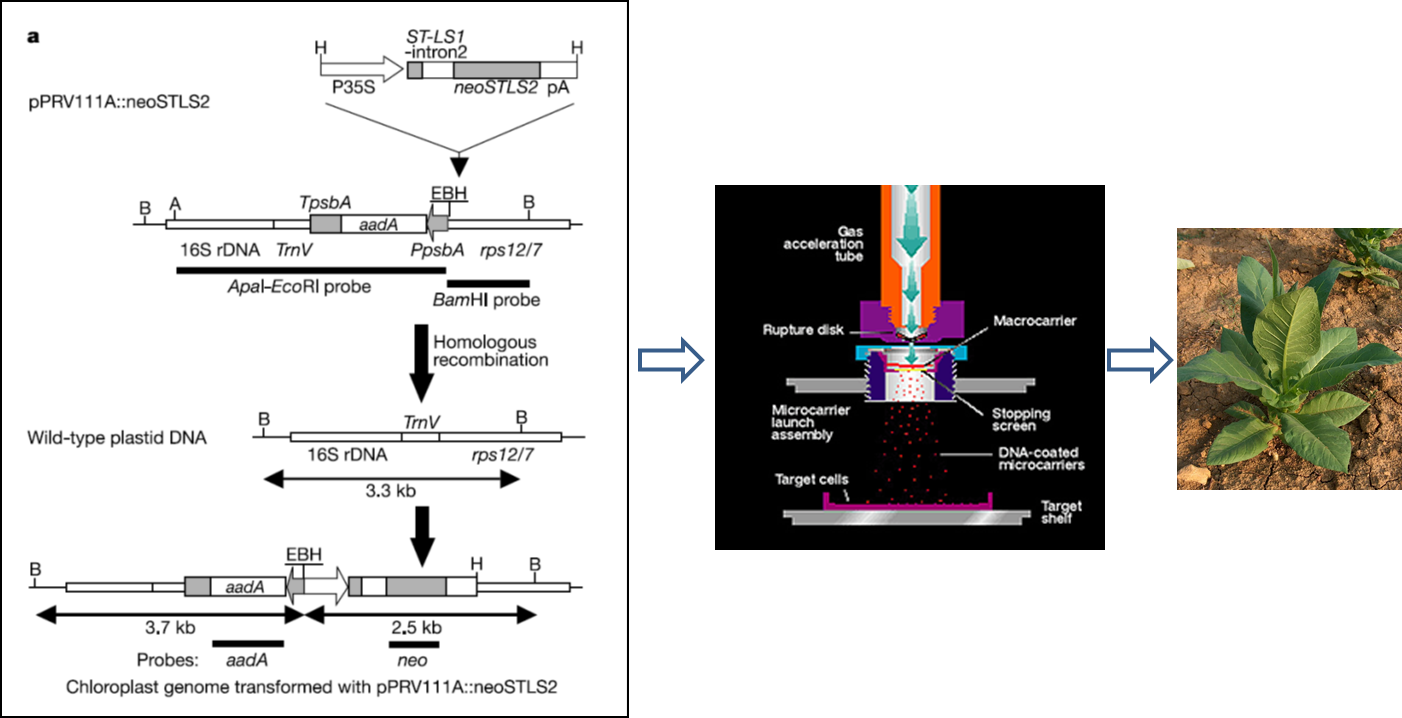Figure 2 Chloroplast Stls2 - Chloroplast (1402x718), Png Download