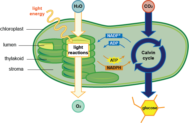 Photosynthesis & Respiration - Photosynthesis Reactions In The Chloroplast (630x411), Png Download