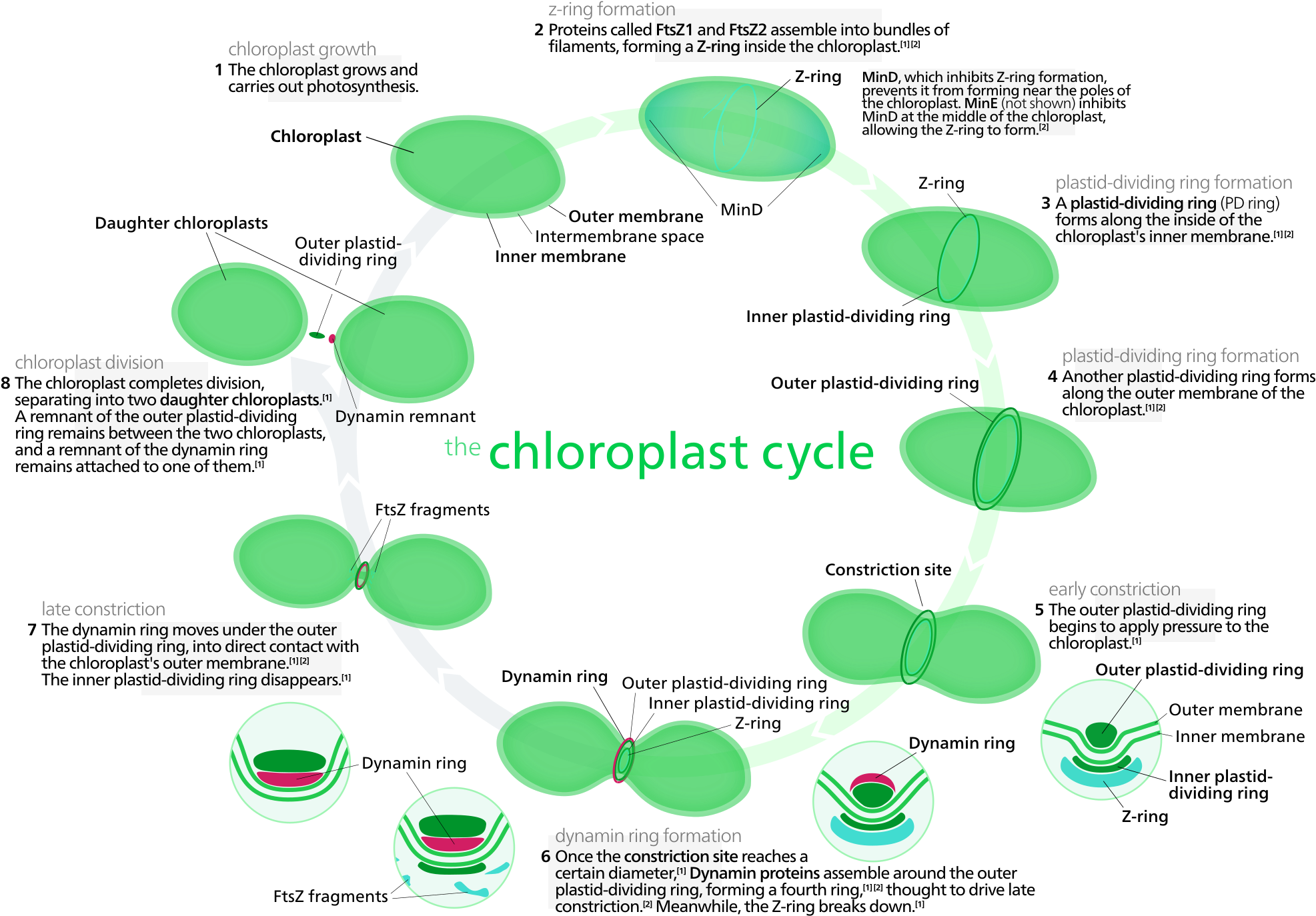 Open - Chloroplast (2000x1400), Png Download