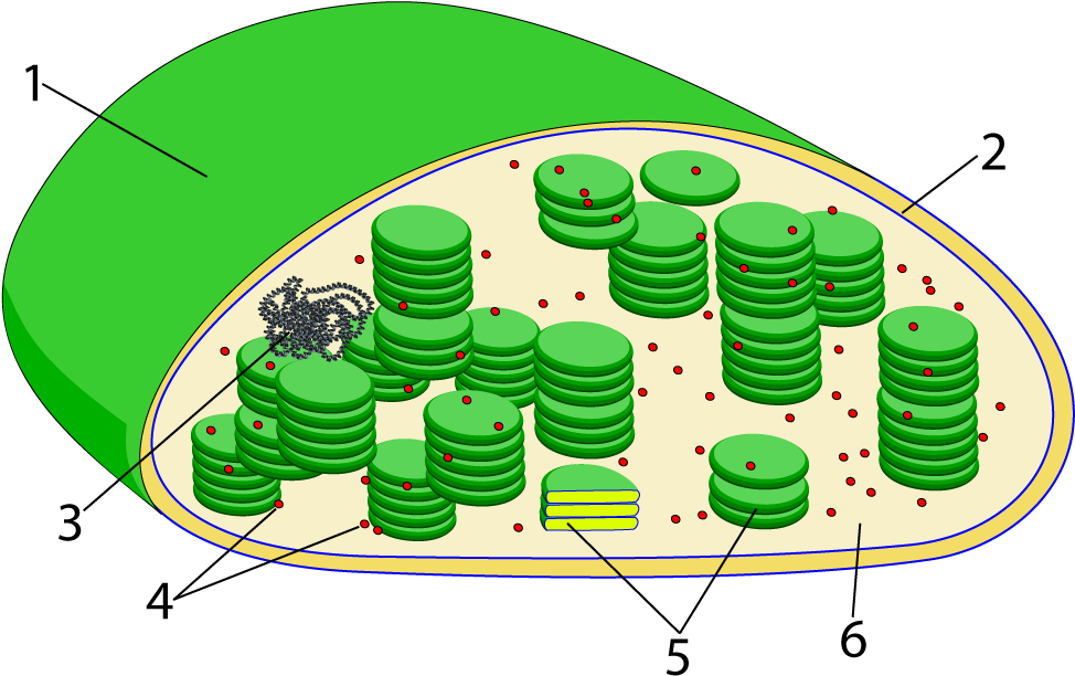 Chloroplast Unlabeled