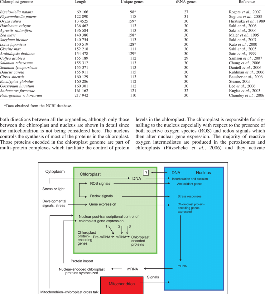 Chloroplast Genome Sizes And Number Of Genes From Various - Genome (850x941), Png Download