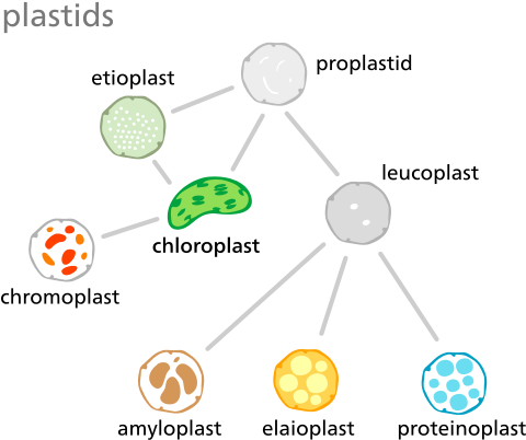 Image/visual - Chloroplast - Chloroplast Meaning In Urdu (500x417), Png Download