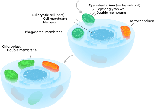 Primary Endosymbiosis - Endosymbiosis Chloroplast (540x370), Png Download