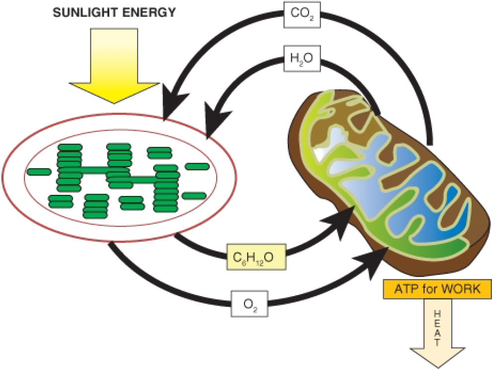 Diagram Representing The Relationship Between Photosynthesis (1016x765), Png Download