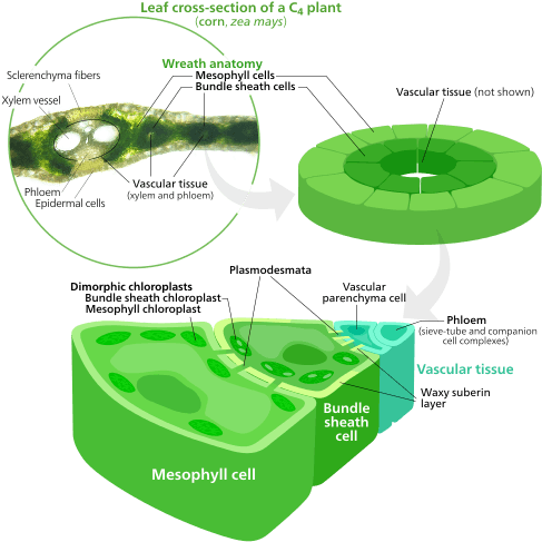 The Two Types Of Cells Contain Different Types Of Chloroplasts - Photosynthesis Cell Type (500x500), Png Download