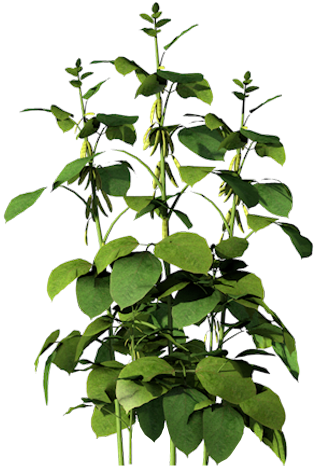 Corn Clipart Soybean Plant - Houseplant (317x466), Png Download