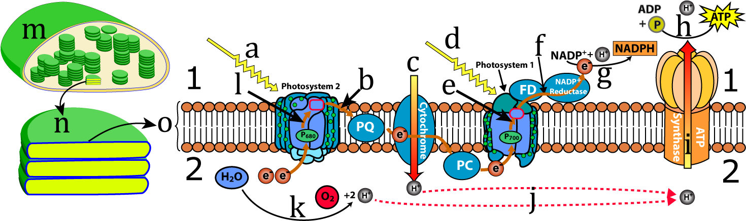 A Chloroplast, Thylakoids, And The Thylakoid Membrane - Light Reactions Quiz (1494x449), Png Download