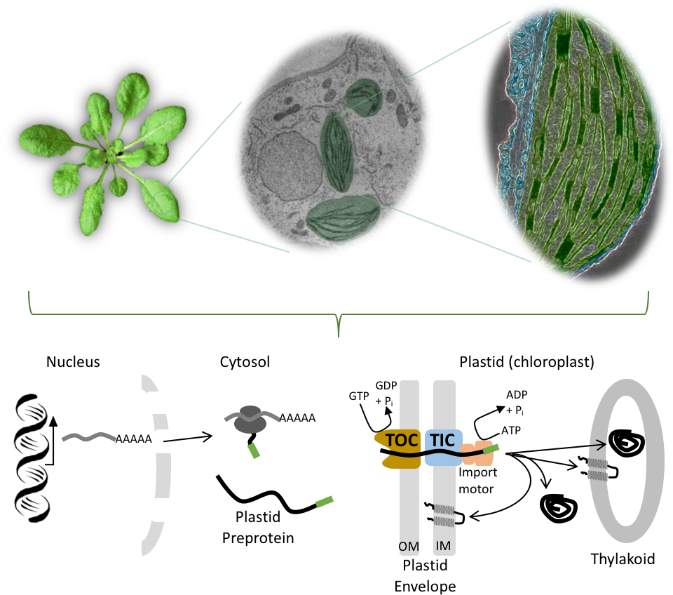 Image1 - Fig.1 (1066x864), Png Download