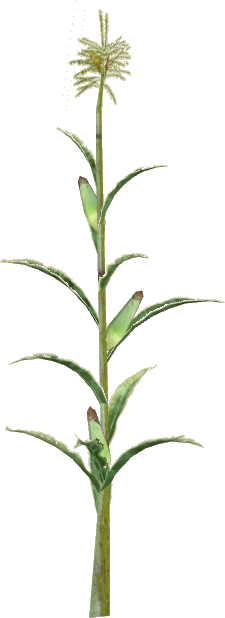 Corn Slice - Fire-star Orchid (225x618), Png Download