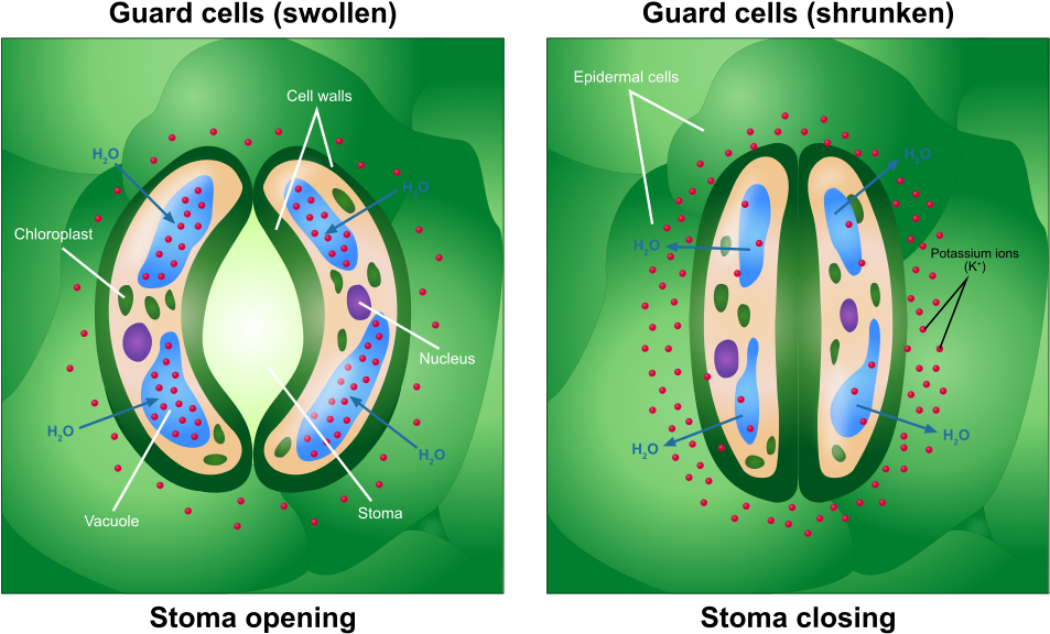 Difference Between Guard Cell And Epidermal Cell - Guard Cell (1024x607), Png Download