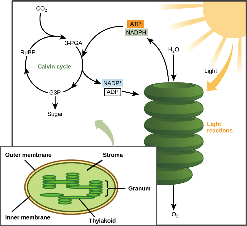 Horse Eye Diagram New Eye Anatomy And Physiology Equine - Photosynthesis Calvin Cycle (800x732), Png Download